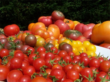 CUheirloomcherrytomatoesv1.jpg