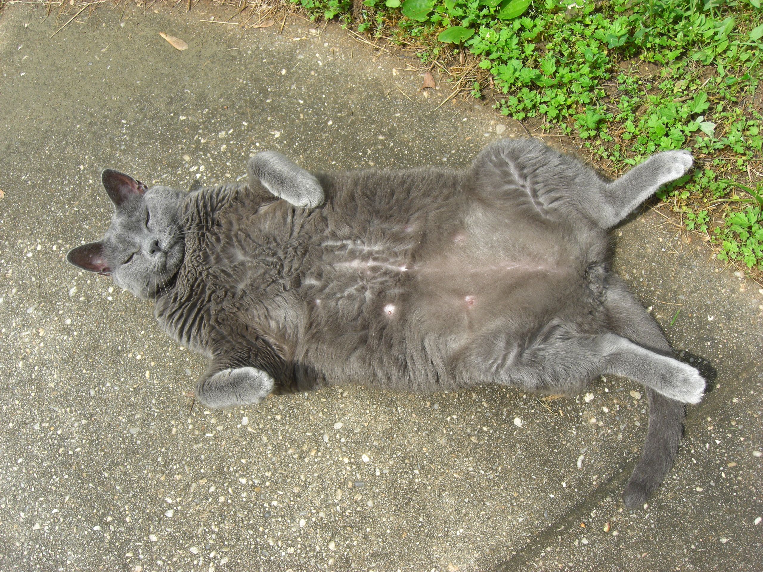 A large grey cat named Beauregard is lying on his back in a seductive pose to get belly rubs.