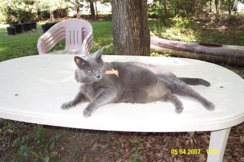 Beauregard Jackson Pickett Burnside Yockey, a large grey cat who lived from October 1996 to June 30, 2012.