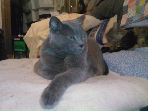 A large grey cat named Beauregard in the sternal recumbent pose showing off his big paw.