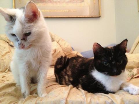 Two elderly cats, Cleo is calico and Ro-Ro is a tortoiseshell tuxedo.