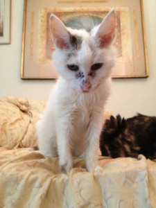 An elderly calico cat named Cleo.