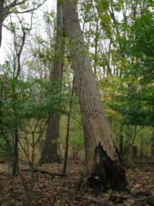 Tulip poplar tree broken at its base and leaning on an oak.
