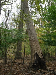 A tulip poplar is rotted at its base and has broken and fallen onto a red oak tree.