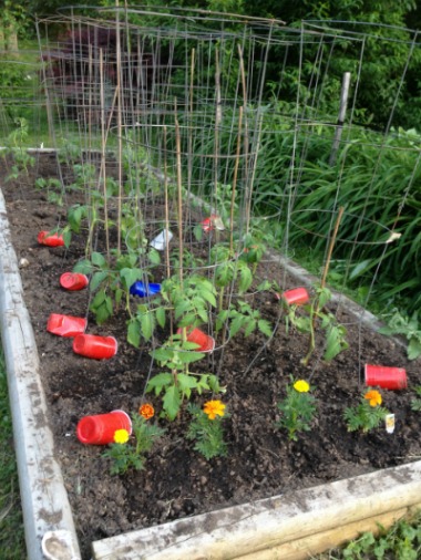 My newly planted heirloom tomatoes in a raised bed garden: Brandywine, Sudduth's strain; Brandywine, Liam's strain; Orange Russian 117; Dr. Wyche's Yellow; and Marianna's Peace.