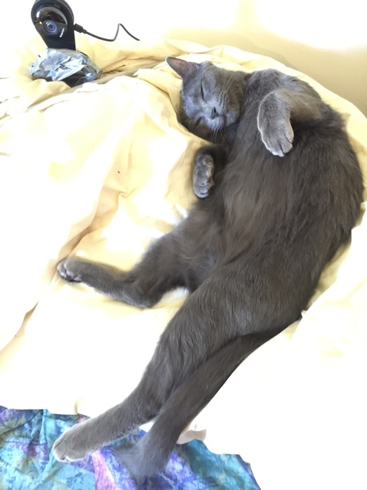 Gray cat named Beauregard is sleeping stretched out and looking most serene.